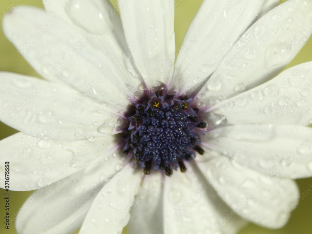 Beautiful flower petals white color natural aroma Beautiful flower petals white color natural aroma