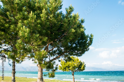 lonely pine trees by the sea