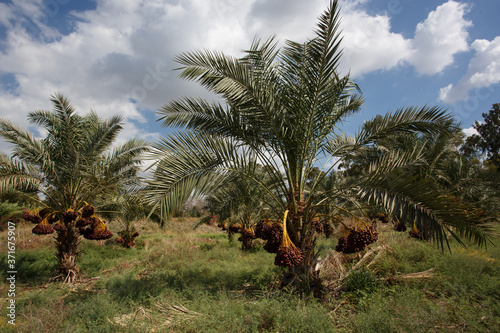 Valokuva Delicious fresh dates growing on a palm trees