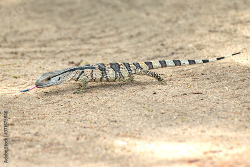 Rock Monitor lizard photo