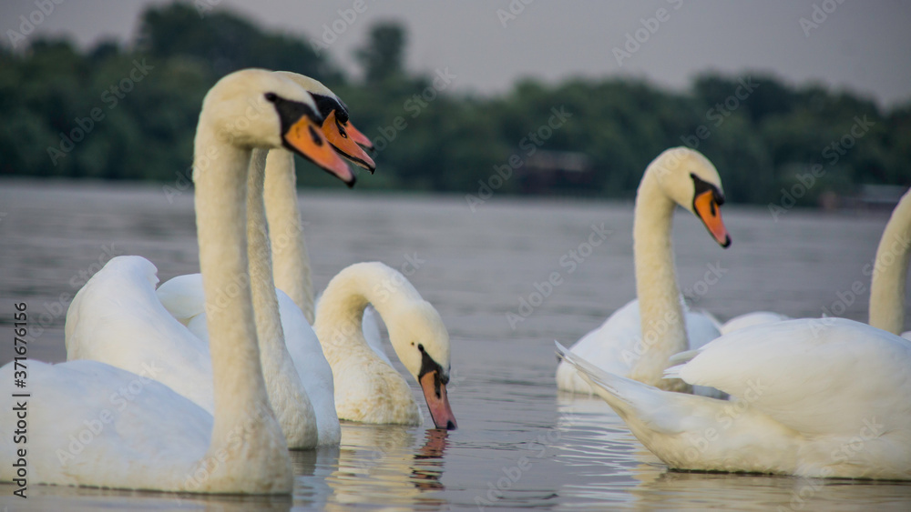 Obraz premium swans on the lake