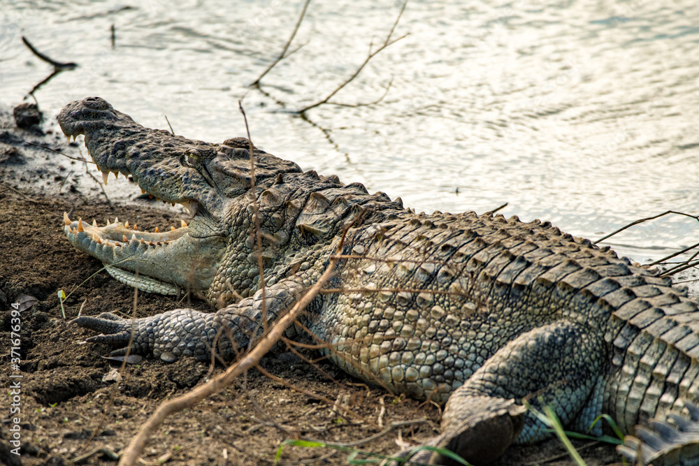 Fototapeta premium Crocodile portrait on sri lanka safari