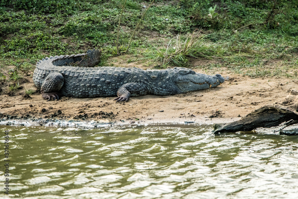 Crocodile portrait on sri lanka safari Crocodile portrait on sri lanka safari