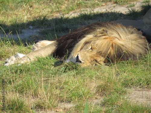 An African lion chilling in the sun