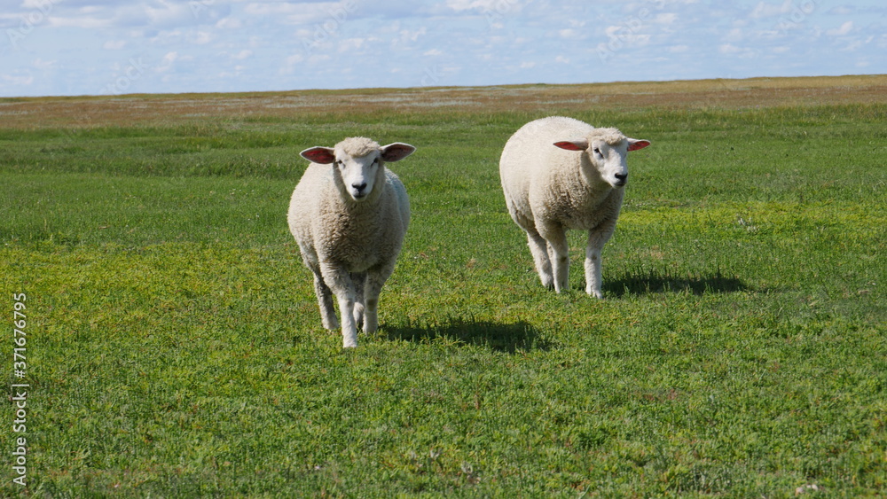 Obraz premium Schafe