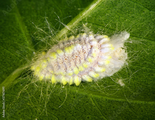 Seychelles scale, Icerya seychellarum (Hemiptera: Monophlebidae) is the dangerous pest of avocado, mango and citrus trees in the Mediterranean Basin photo