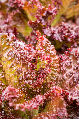 New Red Fire Lettuce leaves -  macro photo of  salad cultivars in the sunny summer garden 