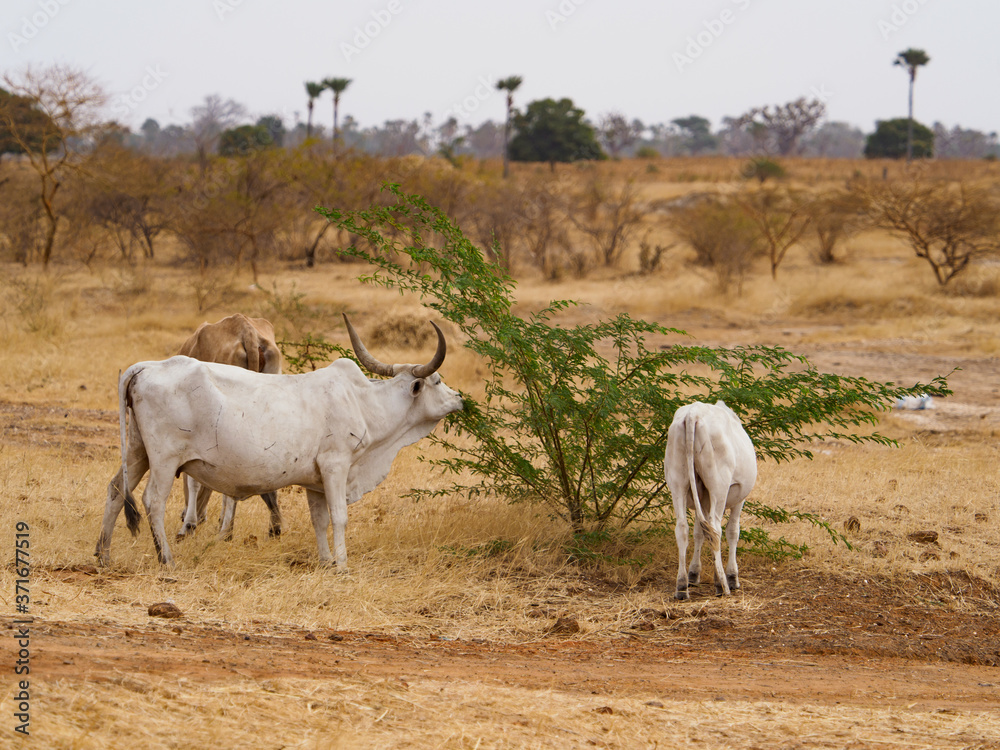 Senegal, Africa Senegal, Africa