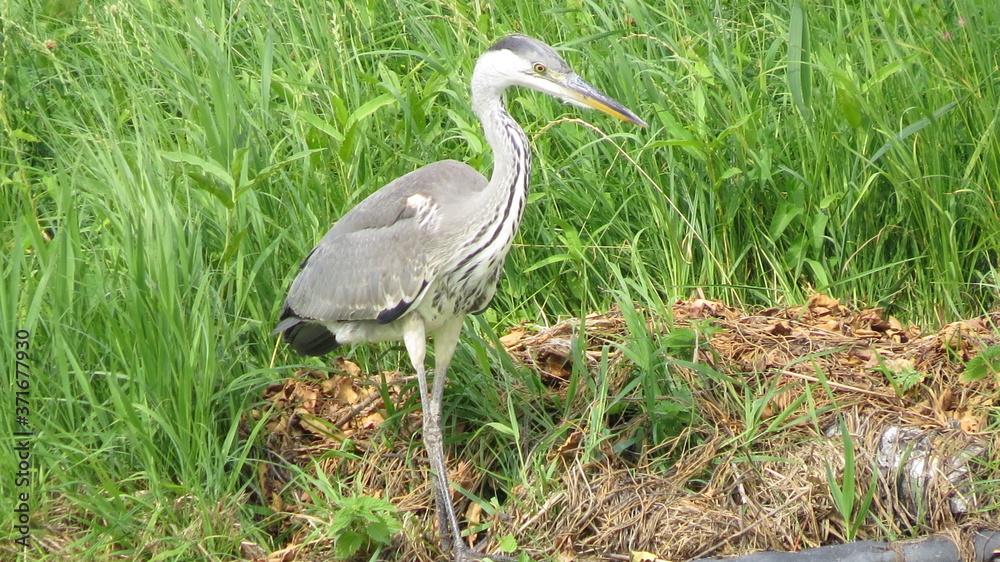 A grey heron on a riverside A grey heron on a riverside