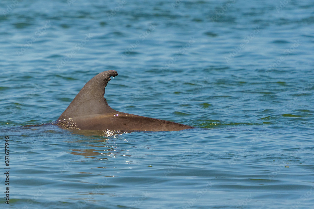 Obraz premium Kiawah River Dolphins Strandfeeding, Viewed From Seabrook Island