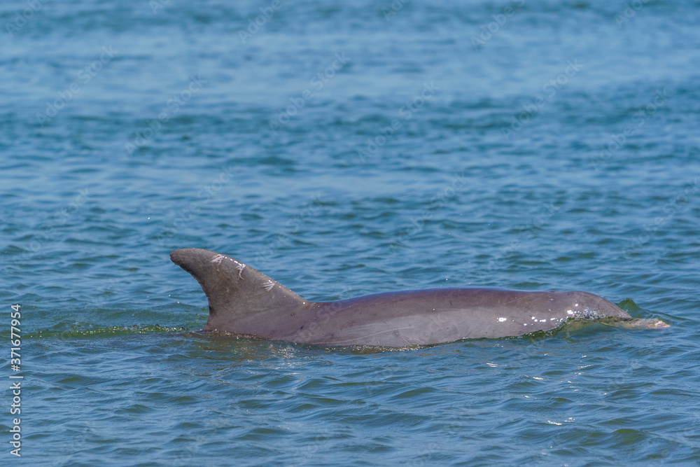 Obraz premium Kiawah River Dolphins Strandfeeding, Viewed From Seabrook Island