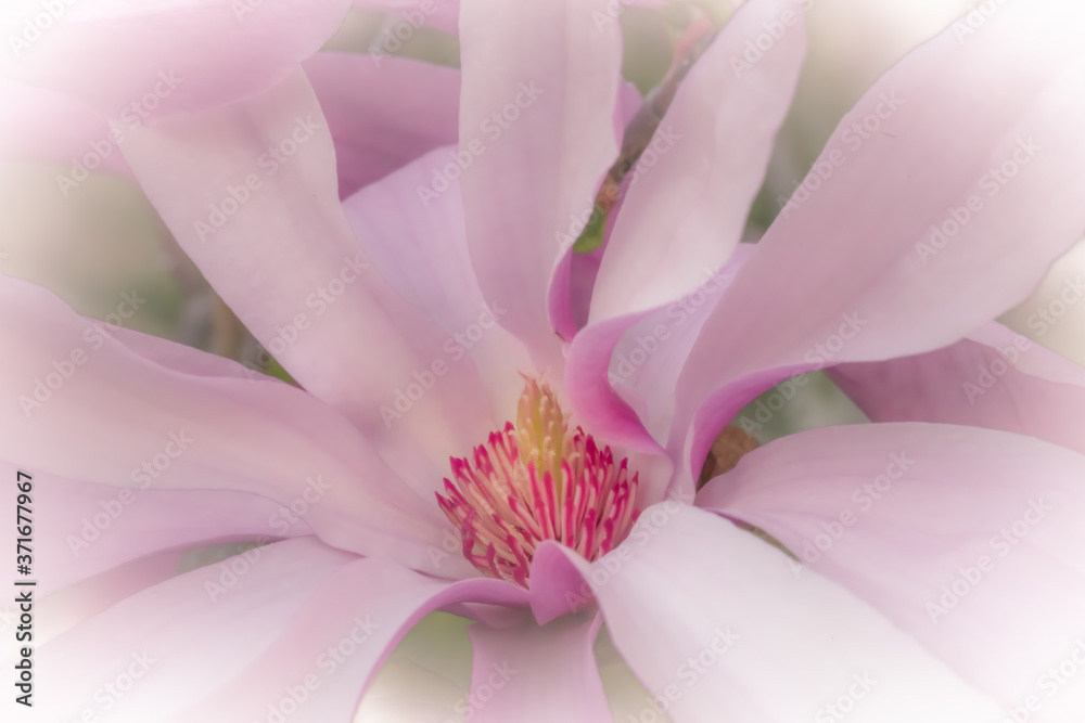 Closeup of a magnolia blossom in spring Closeup of a magnolia blossom in spring