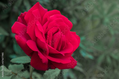 single beautiful Rhoda, open blooming, blooming Bud of a beautiful rose on a green background photo