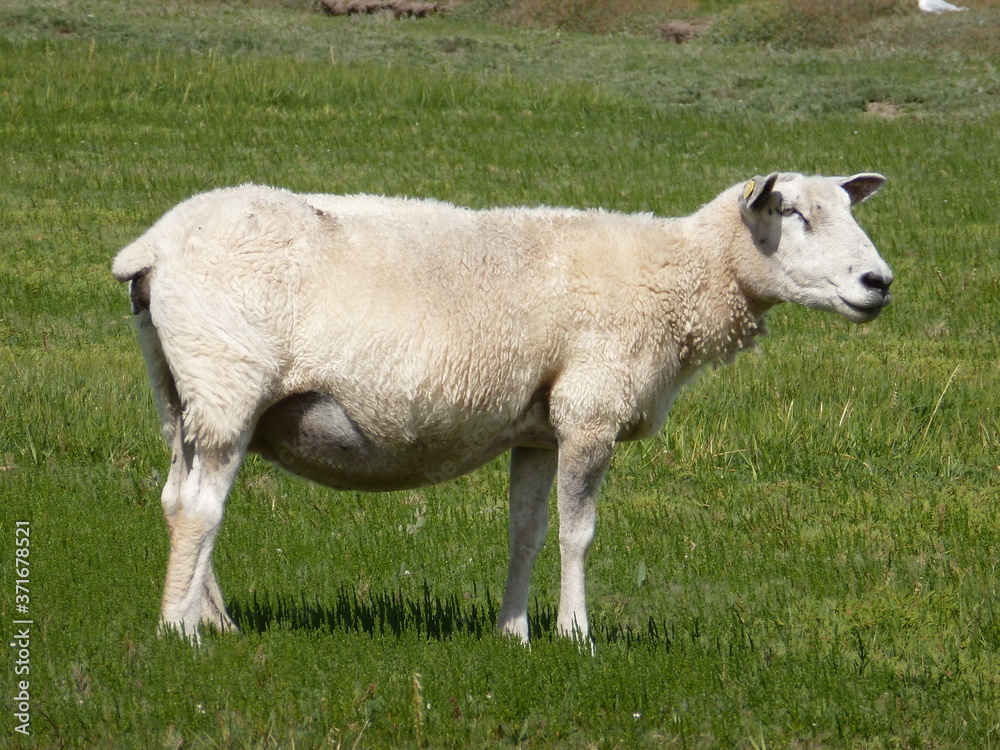 Obraz premium Schaf