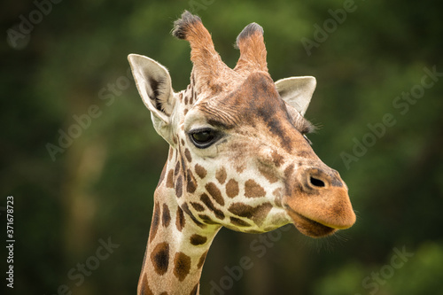 Giraffe zoo safari portrait closeup expression face head © Sussex Media