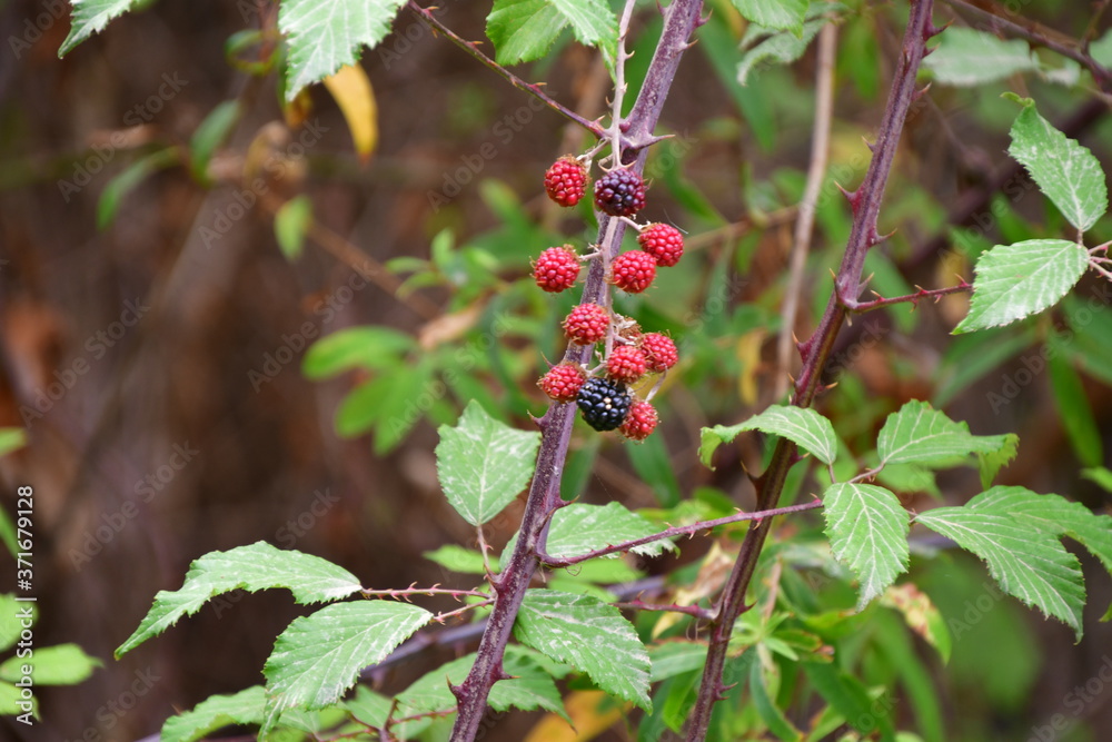 MORAS MORAS