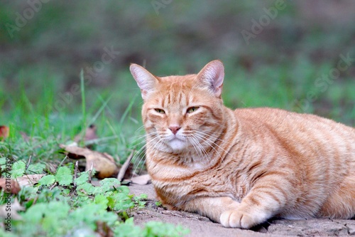 Wallpaper Mural King of the Garden Torontodigital.ca