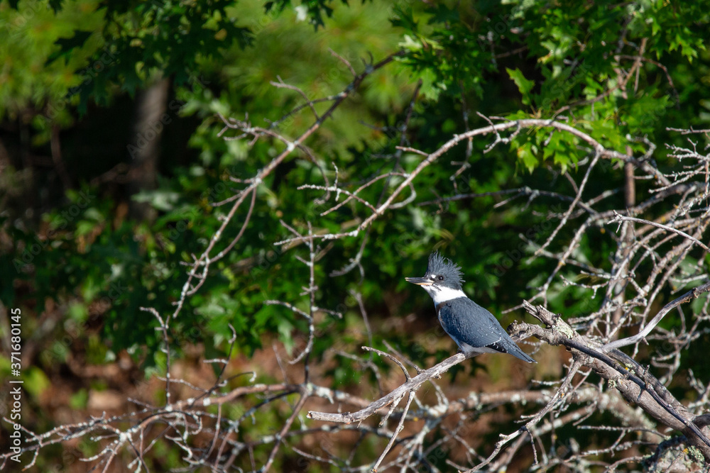 Belted Kingfisher (Megaceryle alcyon) perched on a dead branch in Wisconsin Belted Kingfisher (Megaceryle alcyon) perched on a dead branch in Wisconsin