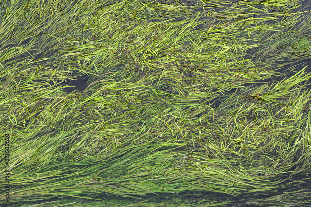 Herbes dans une rivière