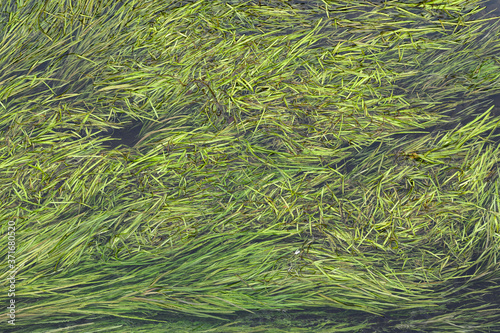 Obraz na płótnie Herbes dans une rivière w salonie