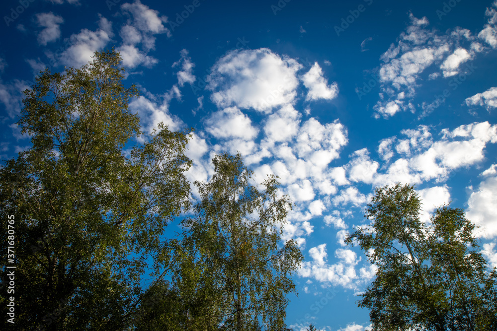 Three huge birch trees with foliage shot from the ground up against a blue sky with scattered clouds Three huge birch trees with foliage shot from the ground up against a blue sky with scattered clouds