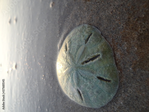 Living sand dollar (Mellita longifissa) at a beach in north Peru photo