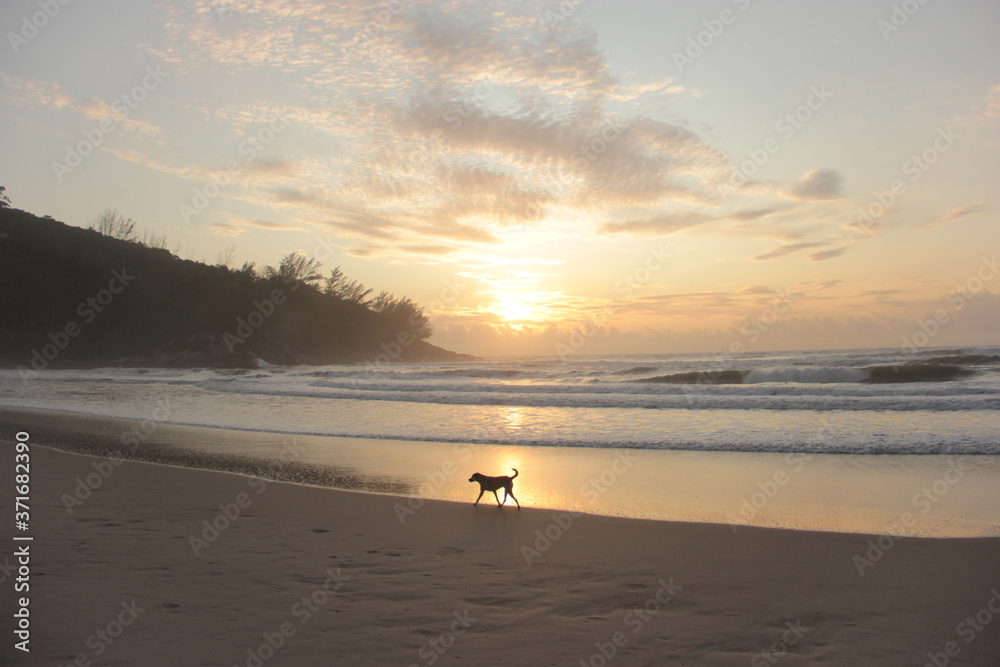 
dog watching the sunrise on the beach