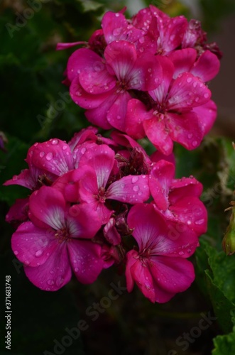 Fototapeta Naklejka Na Ścianę i Meble -  pink hibiscus flower