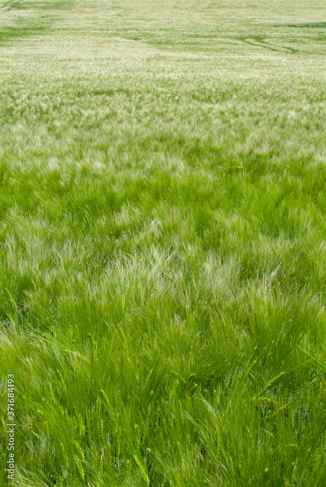 Fototapeta premium Green wheat field in the wind