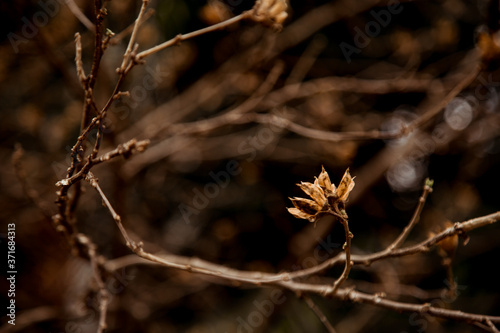 natural brown background, with dry plants. Copy space