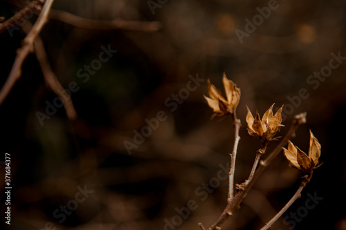 natural brown background, with dry plants. Copy space