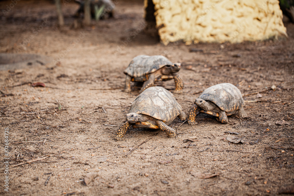 Obraz premium amazon turtles