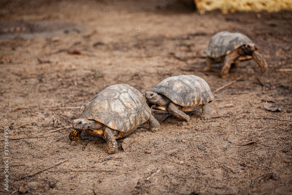 Obraz premium amazon turtles