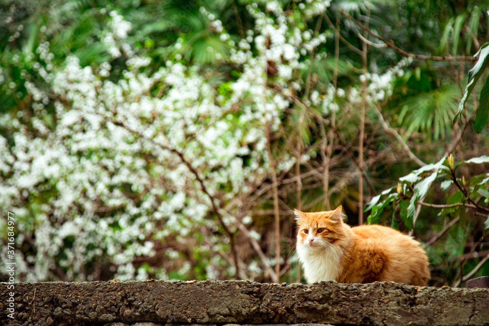 Fototapeta premium red domestic cat, lying on the street
