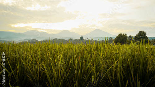 wheat field in the morning