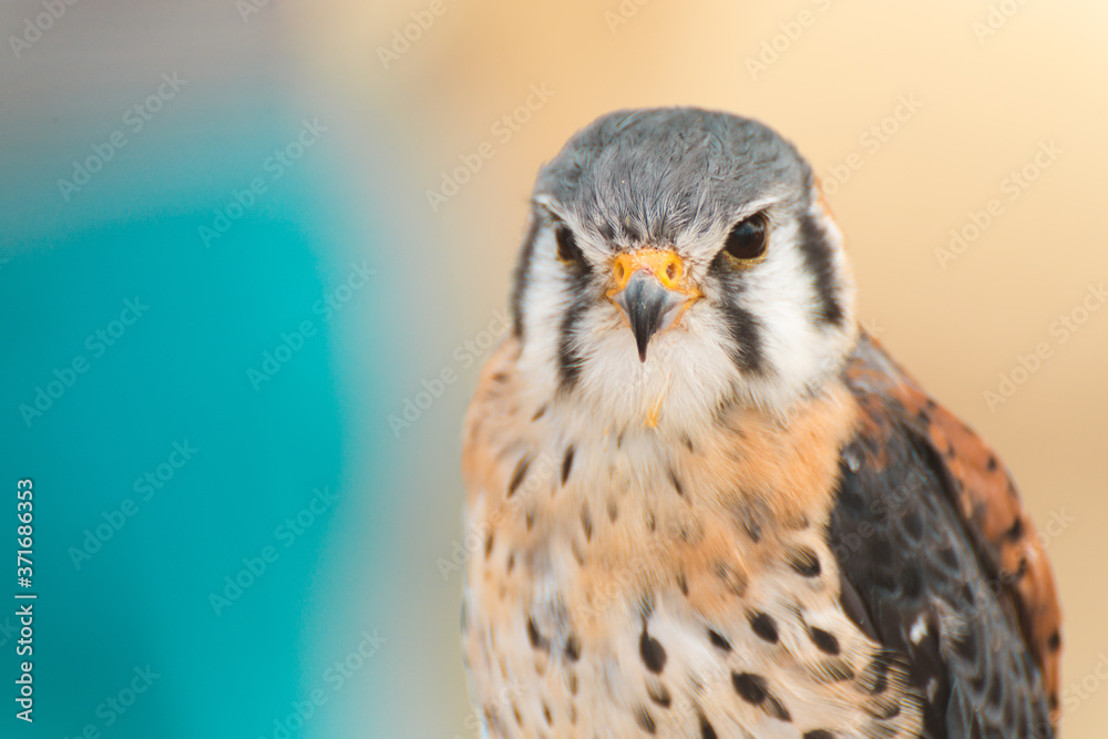 Obraz premium Small Hawk Bird Of Prey Display
