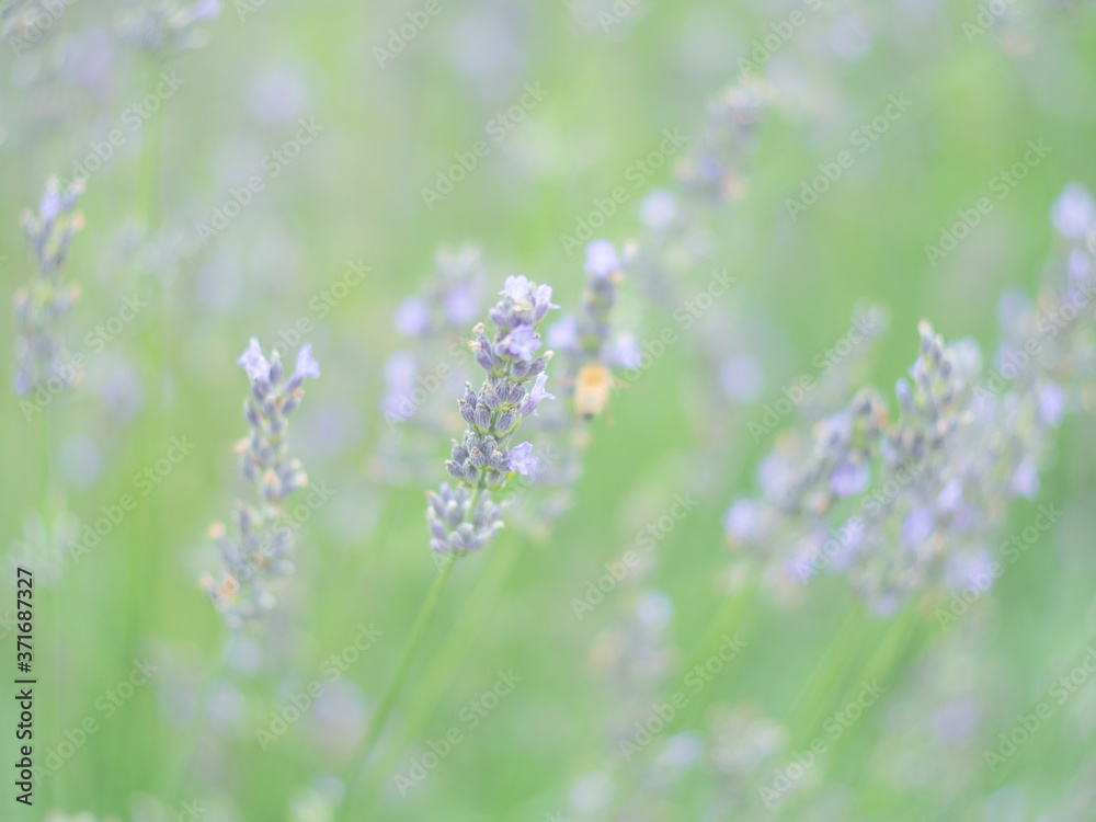 Fototapeta premium ラベンダーから蜂蜜を集める蜜蜂