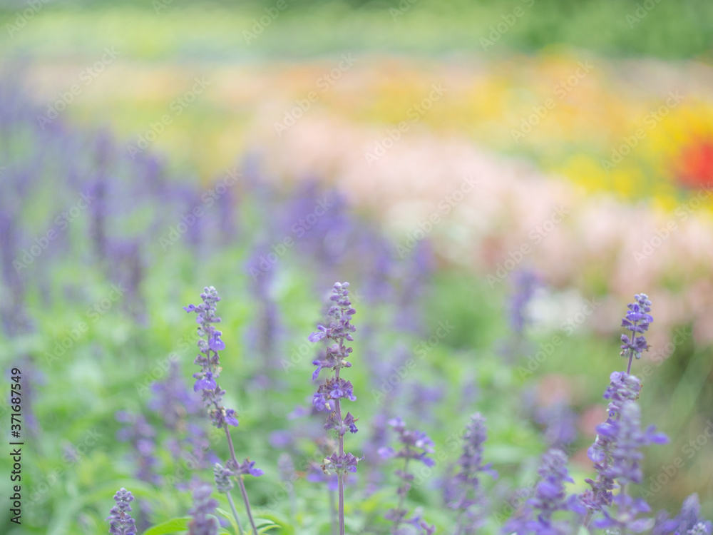 Naklejka premium 花畑・ラベンダー
