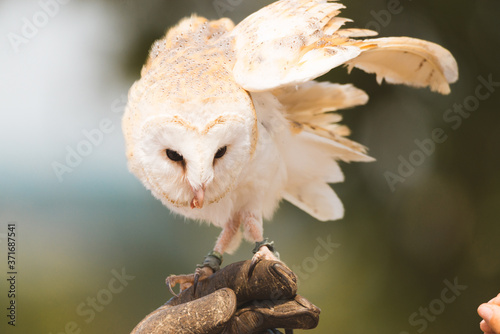 Fototapeta Naklejka Na Ścianę i Meble -  Barn Owl Bird Of Prey Falconry Display