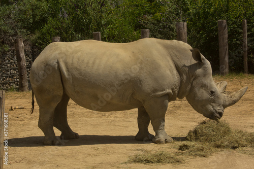 White rhinoceros   square-lipped rhinoceros  Ceratotherium simum .