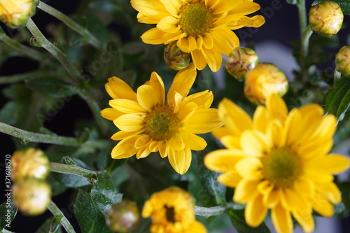 yellow chrysanthemum flowers