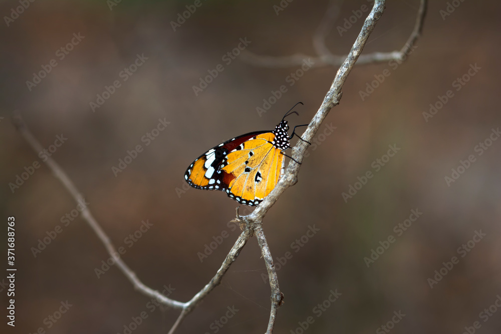 Obraz premium Monarch, Danaus plexippus is a milkweed butterfly (subfamily Danainae) in the family Nymphalidae butterfly in nature habitat.