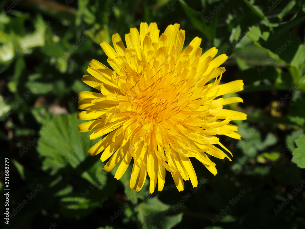 close up of a single large yellow dandelion flower against a dark background in sunlight close up of a single large yellow dandelion flower against a dark background in sunlight