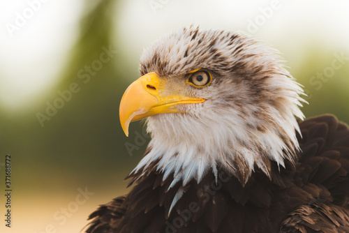 Mighty American Bald Eagle Bird Of Prey