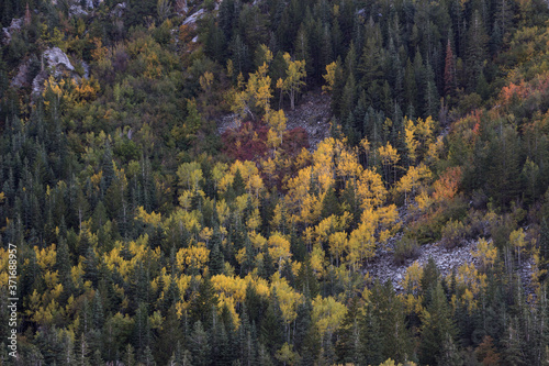 Autumn leaves and aspens in the Wasatch mountains of Utah.