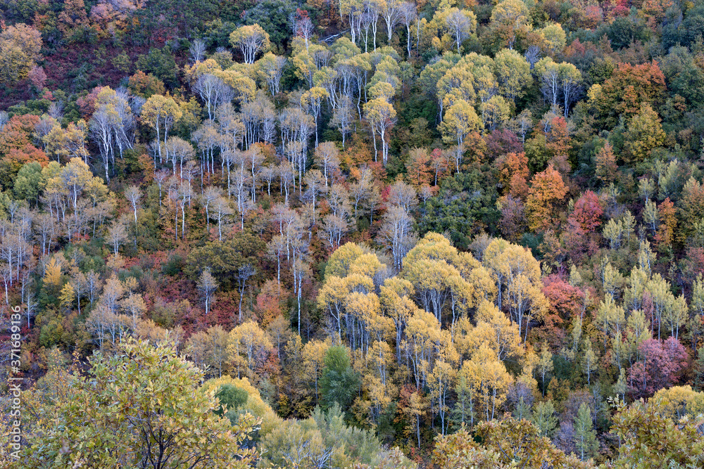 Fototapeta premium Autumn leaves and aspens in the Wasatch mountains of Utah.