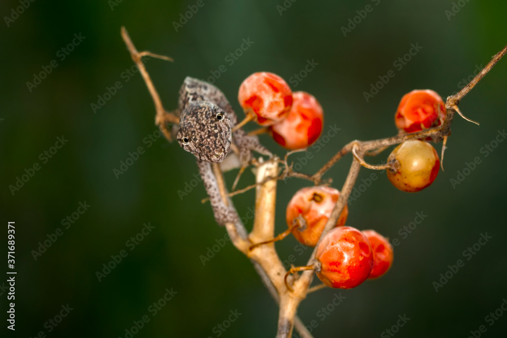 Macro shots, Beautiful nature scene baby green chameleon Macro shots, Beautiful nature scene baby green chameleon