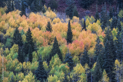 yellow aspens mingle with pine trees in Wasatch mountains Utah