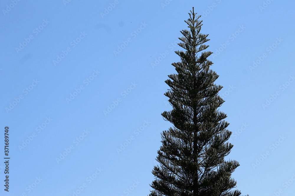 pine tree branches against blue sky pine tree branches against blue sky