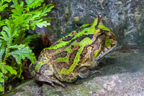 The Argentine horned frog (Ceratophrys ornata) is a species of frog in the family Ceratophryidae. The species is endemic to South America.A voracious eater. photo